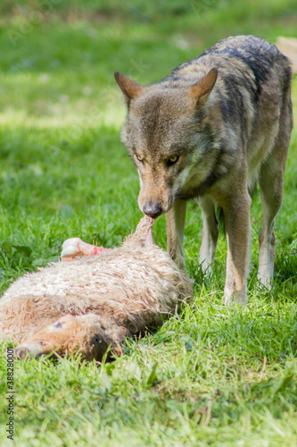 Jagender Wolf