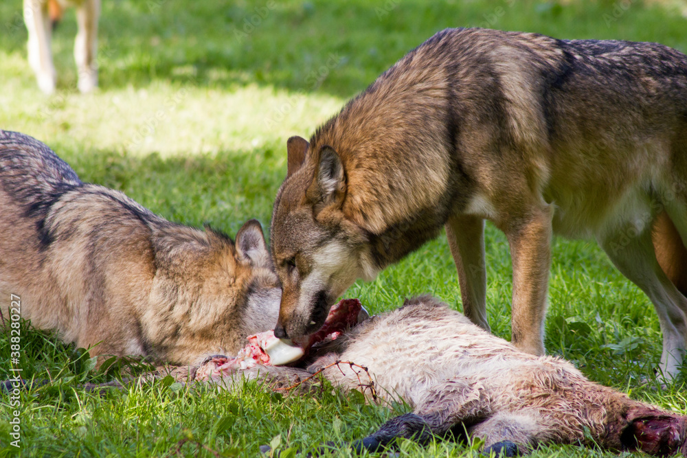 Fototapeta premium Jagender Wolf