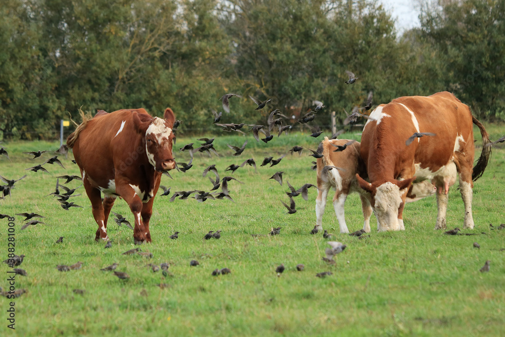 Rinder auf der Weide in einem Vogelschwarm Rinder auf der Weide in einem Vogelschwarm