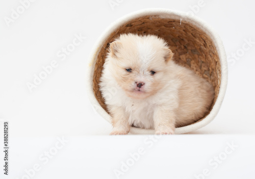 Adorable pomeranian spitz dog puppy laying in a rush basket with natural light. High quality photo
