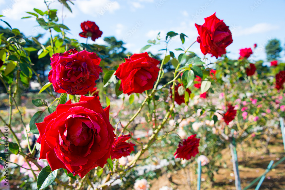 Obraz premium 赤系のばら