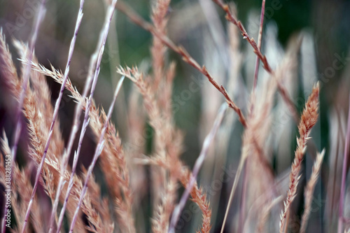 Close up view of the summer spikelets on the blurred sea background.