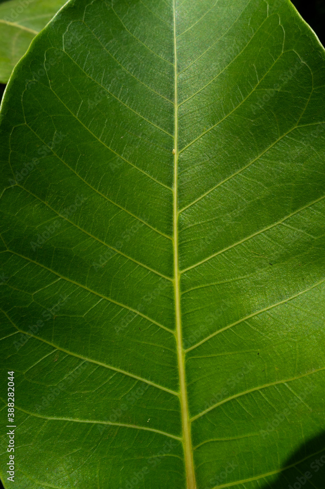 green leaf texture green leaf texture