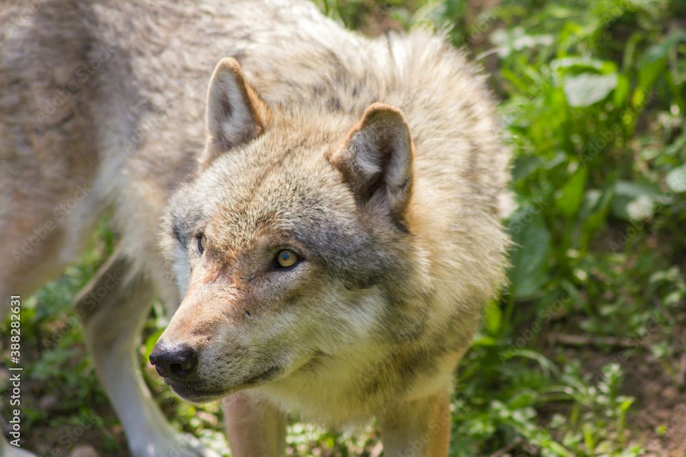 Portrait: Der Wolf Portrait: Der Wolf