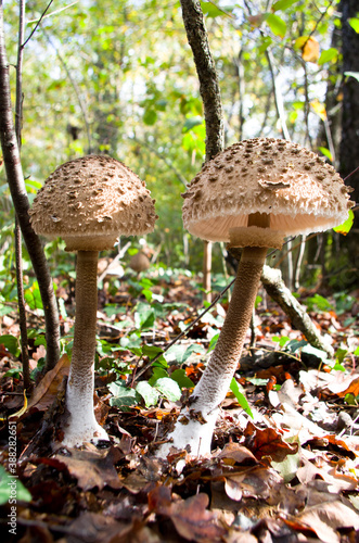 Coppia di grossi funghi nel sottobosco: Mazze di Tamburo (Macrolepiota Procera)