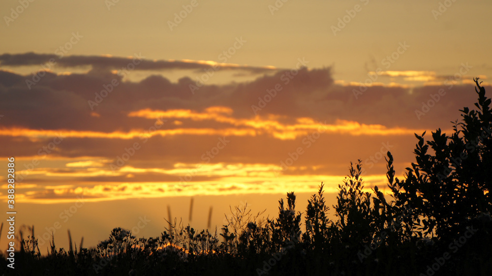 silhouette of grass at sunset in a field silhouette of grass at sunset in a field
