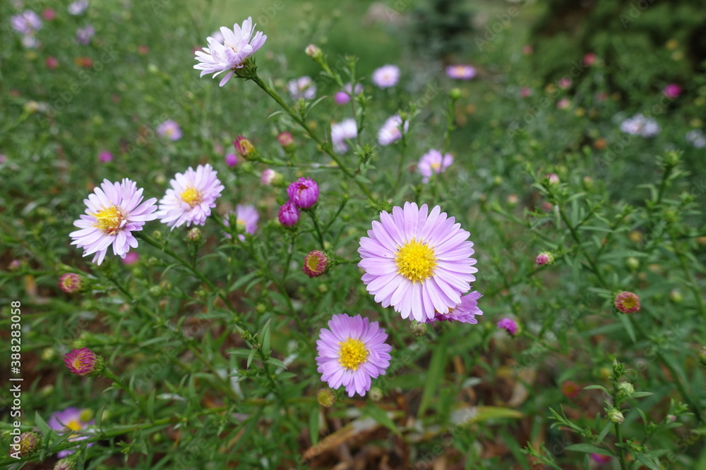 First light pink flowers of Michaelmas daisies in September First light pink flowers of Michaelmas daisies in September