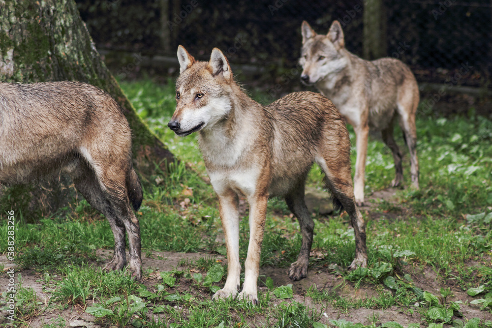 Obraz premium Der Wolf (Canis Lupus) ist derzeit das größte Raubtier aus der Familie der Hunde (Canidae)