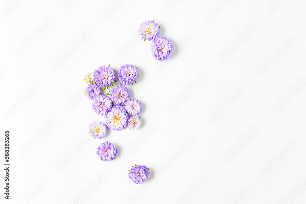floral concept. minimalistic pattern of fresh purple color flowers on a white background. flat lay