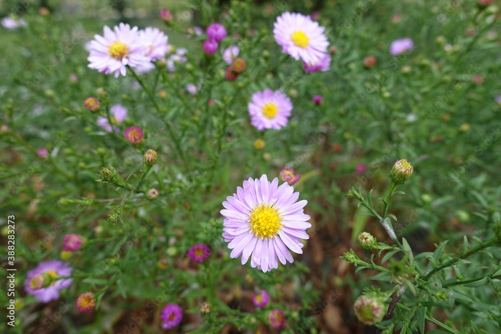 Several light pink flowers of Michaelmas daisies in September