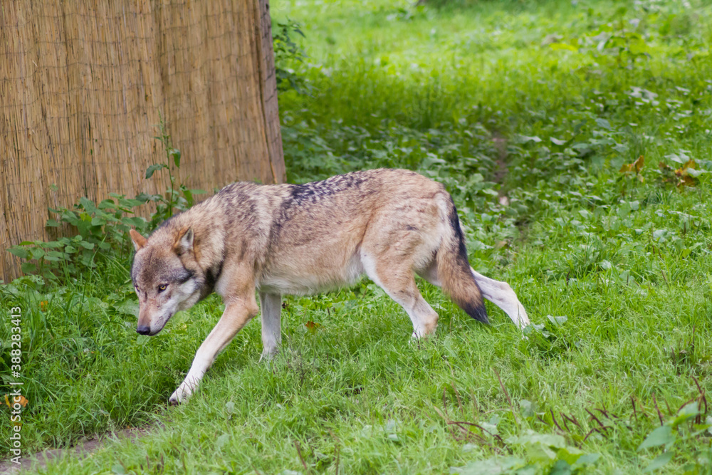 Der Wolf (Canis Lupus) ist derzeit das größte Raubtier aus der Familie der Hunde (Canidae)