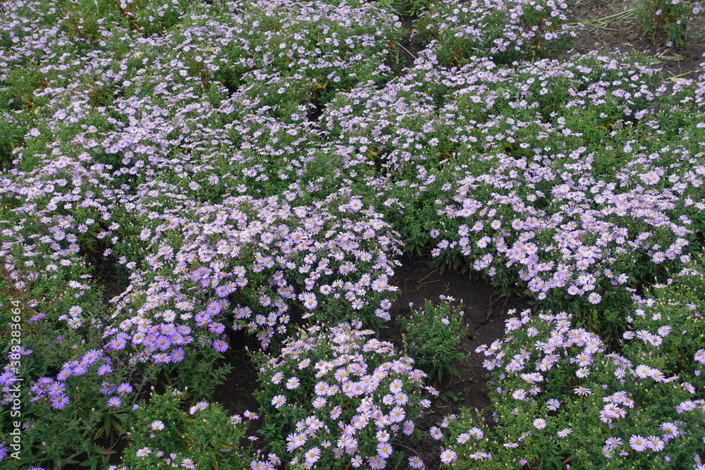 Many pink and violet flowers of Michaelmas daisies in October