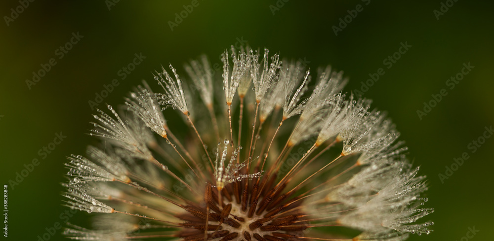 gewöhnlicher Löwenzahn - Taraxacum sect. Ruderalia gewöhnlicher Löwenzahn - Taraxacum sect. Ruderalia