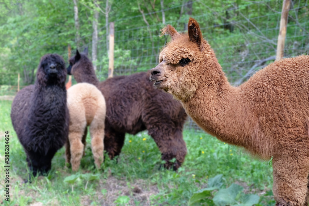 Fototapeta premium Brown furry alpaca portrait looking further ahead with other alpacas behid in a green field with green trees behind