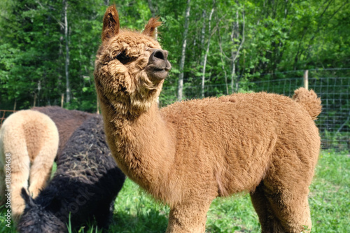 Brown furry alpaca portrait looking further ahead with other alpacas behid in a green field with green trees behind photo