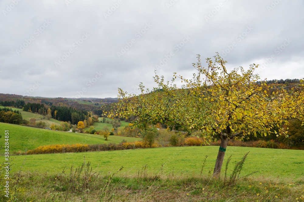 Fototapeta premium Herbst 