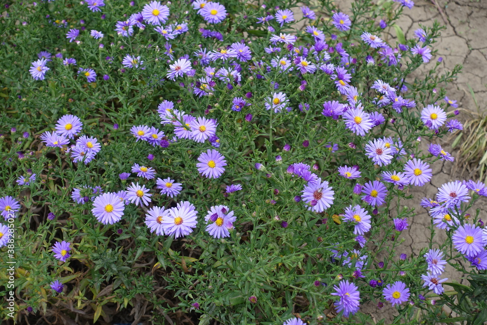 Blooming violet Michaelmas daisies bush in September Blooming violet Michaelmas daisies bush in September