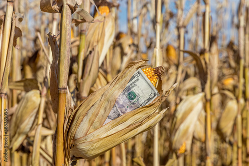 Closeup of ear of corn on brown cornstalk with five dollar bill ready for harvest. Concept of crop price, trade, tariffs, and ethanol.