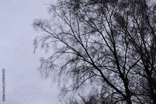 Silhouette of tree against grey sky, England, UK