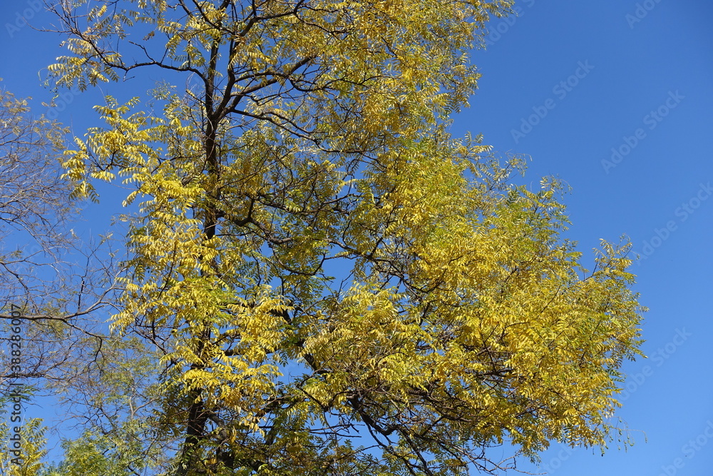 Blue sky and branches of Styphnolobium japonicum with autumnal foliage in mid October Blue sky and branches of Styphnolobium japonicum with autumnal foliage in mid October