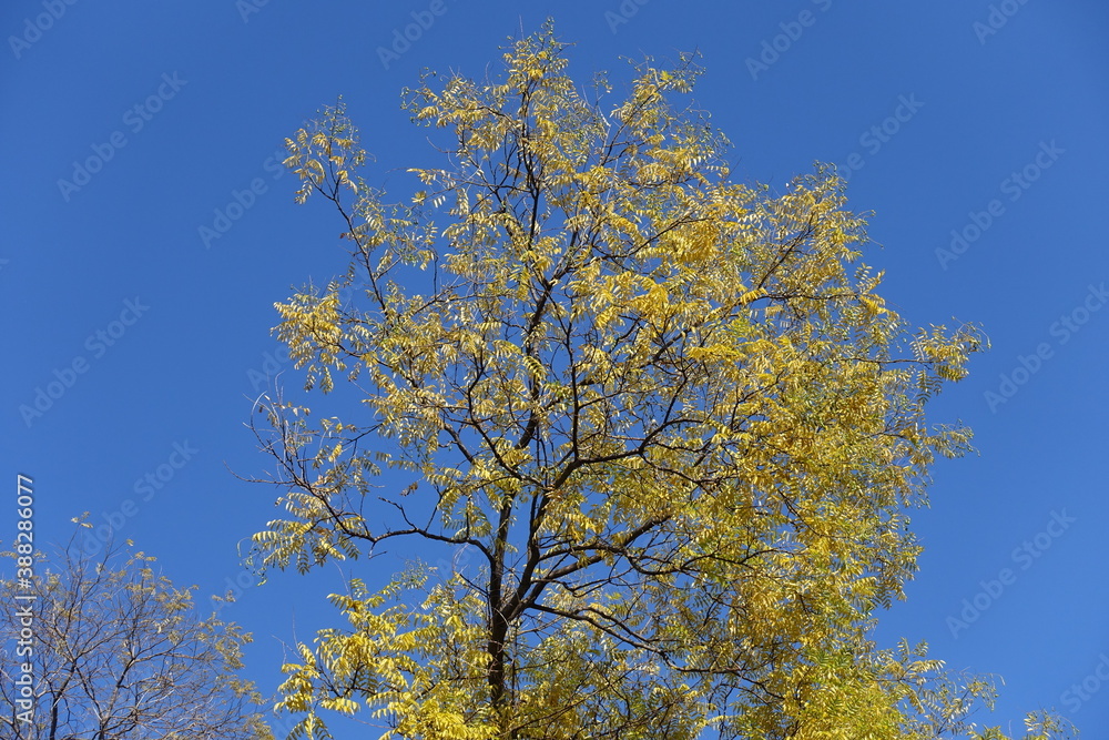 Clear blue sky and branches of Styphnolobium japonicum with autumnal foliage in mid October Clear blue sky and branches of Styphnolobium japonicum with autumnal foliage in mid October