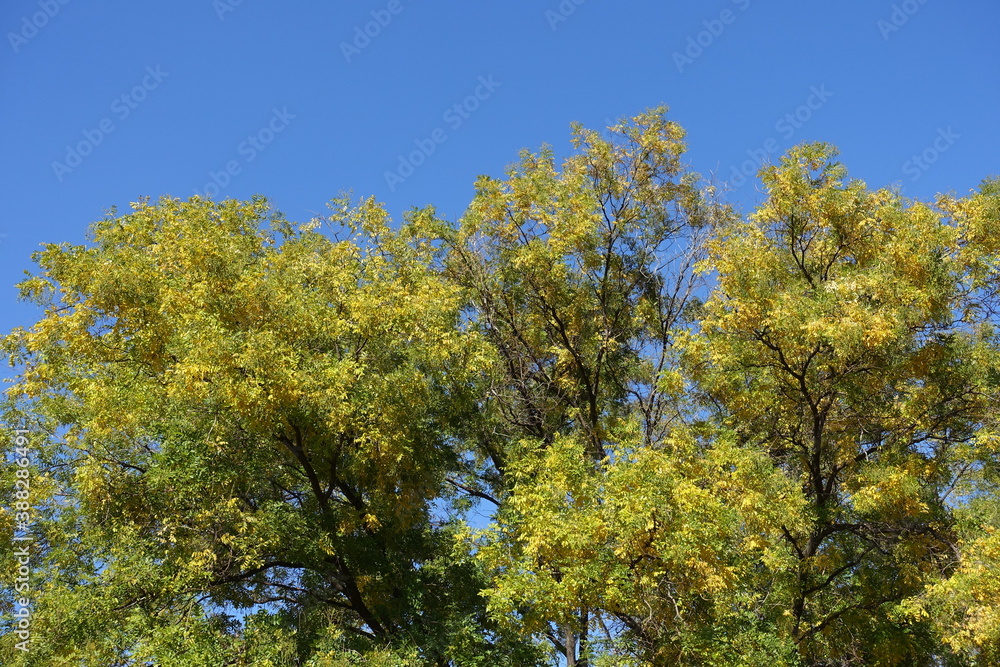 Sky and crown of Styphnolobium japonicum with autumnal foliage in mid October Sky and crown of Styphnolobium japonicum with autumnal foliage in mid October