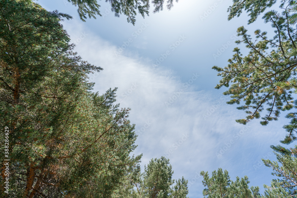 pine trees in a Sierra Nevada forest pine trees in a Sierra Nevada forest