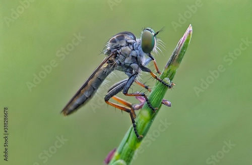 The Asilidae are the robber fly family, also called assassin flies. Close up detail of Robber Flies, Robber flies in the wild.