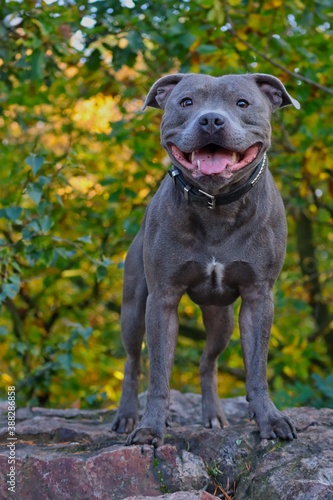 Muscular Staffordshire Bull Terrier Stands on Rock in Forest Nature during Autumn. Blue Staffy during Fall Season. © nicolecedik