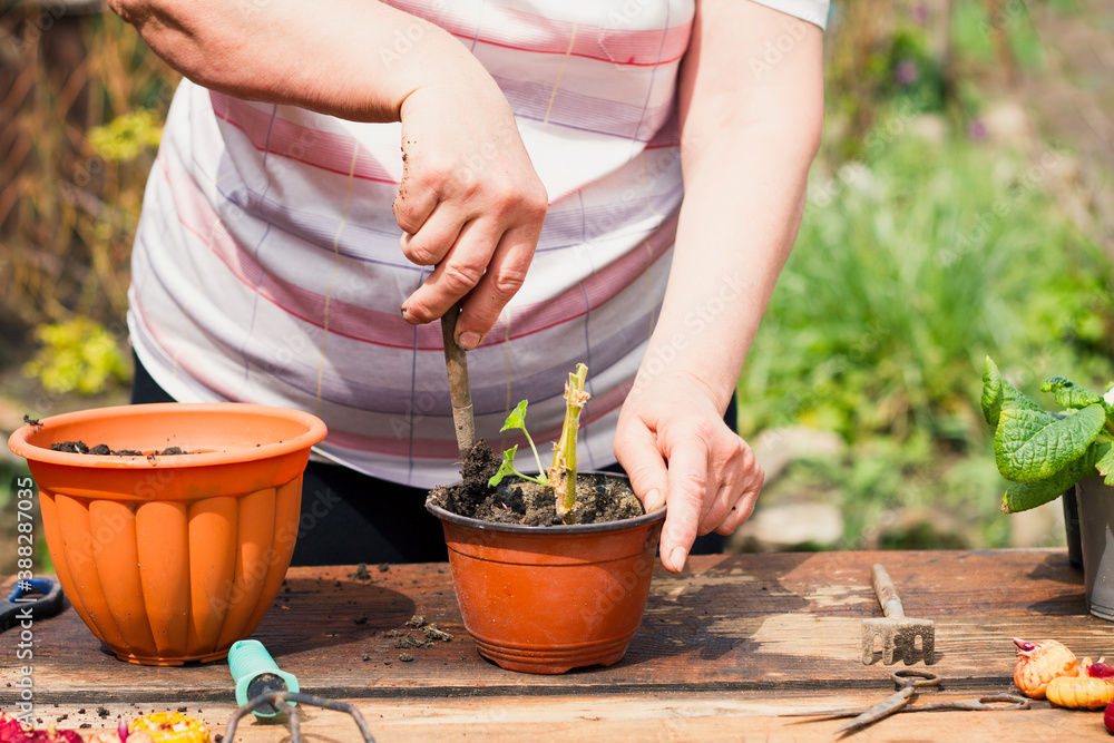 woman of european appearance transplants a young green flower in brown pots and garden tools in spring sunny weather outdoors, plant care concept