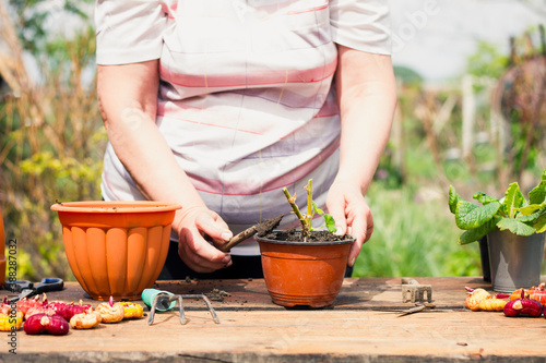 An elderly woman of Caucasian ethnicity in light clothes outdoors transplants a young green plant in a flower brown pot, close-up in the spring season in sunny weather. Plant care concept