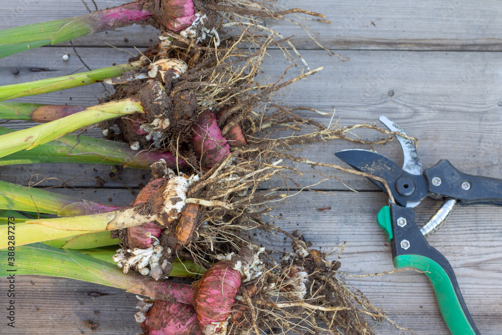 Naklejka premium Gladiolus bulbs dug in November