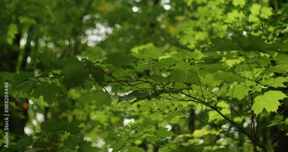 View Of Green Maple Leaves On Branch Gently Moving In Wind. Locked Off View Of Green Maple Leaves On Branch Gently Moving In Wind. Locked Off