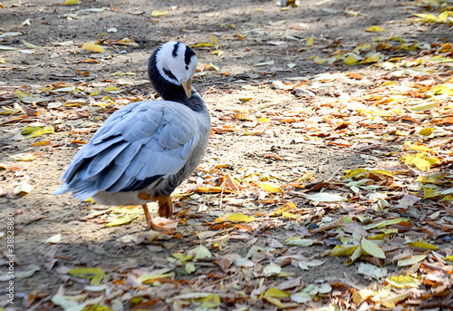 wild duck white with black feathers, cleaning feathers blurred