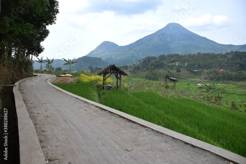 Long road mountain rice fields in Trawas, Mojokerto, East Java, Indonesia photo