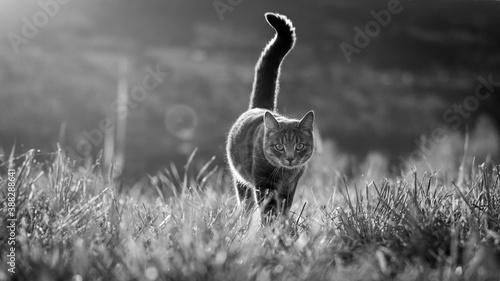 Fotografija Housecat in field black and white