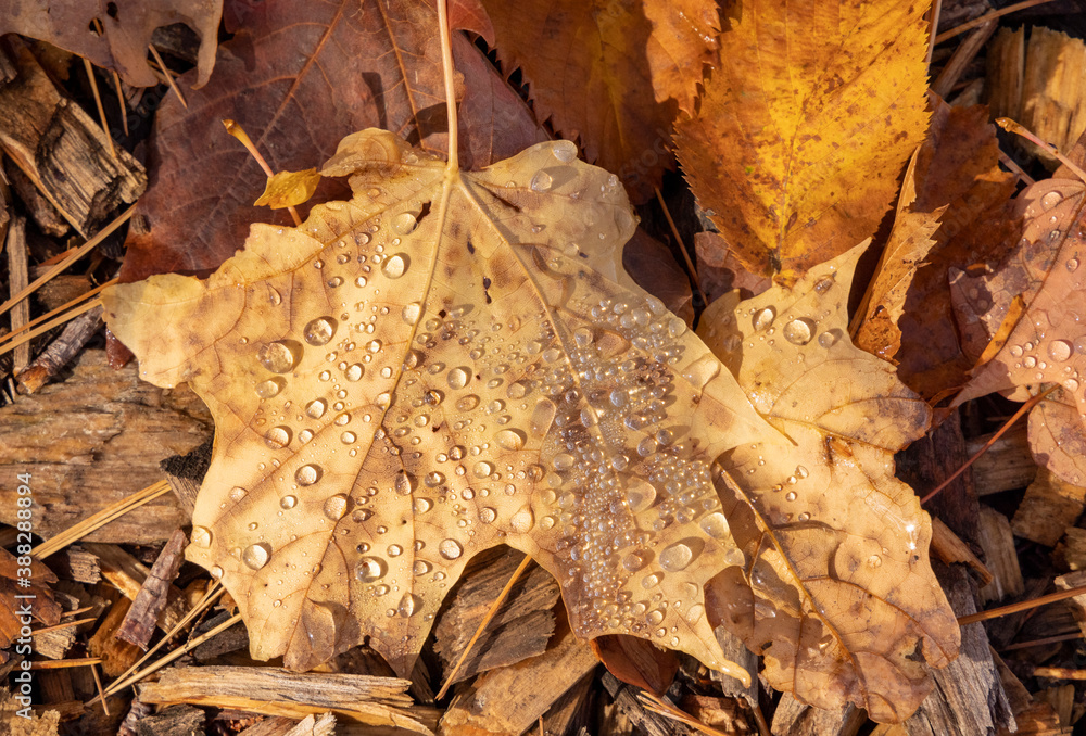 Beautiful Autumn leaves with waterdrops' from a heavy dew. Beautiful Autumn leaves with waterdrops' from a heavy dew.