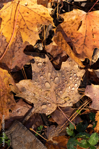 Beautiful Autumn leaves with waterdrops' from a heavy dew.