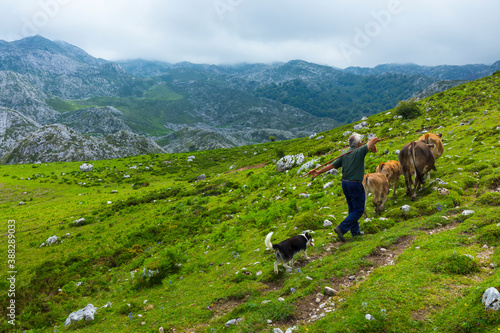 Reintroduction project of Bearded Vulture in the Cantabrian Mountains , Picos de Europa National Park, Asturias, Spain, Europe