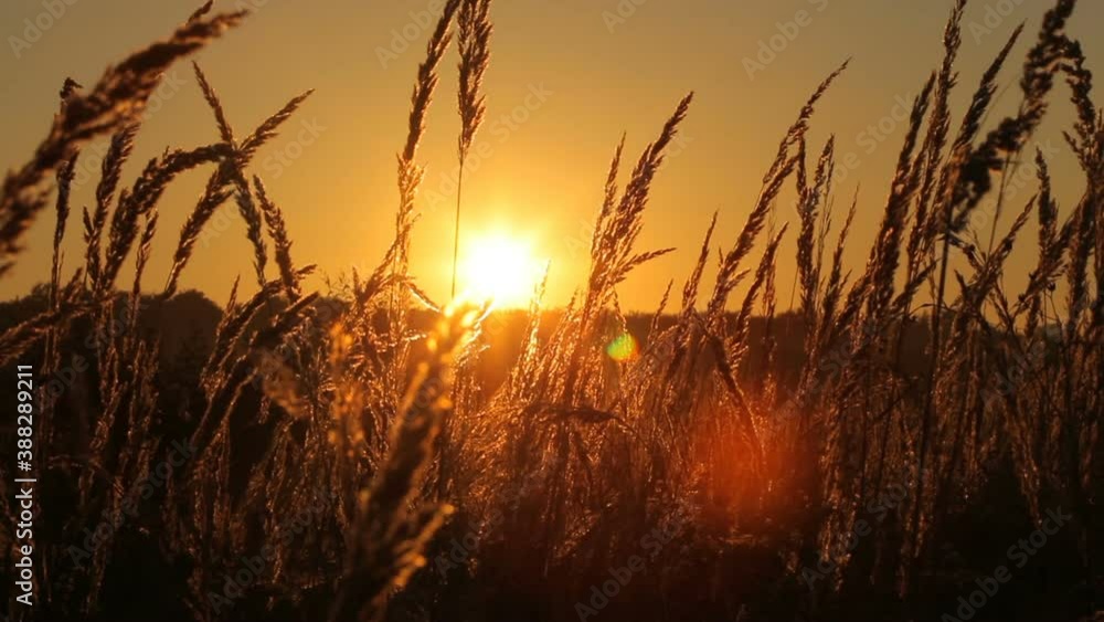 Beautiful summer landscape of a field. View to the farm field Beautiful summer landscape of a field. View to the farm field