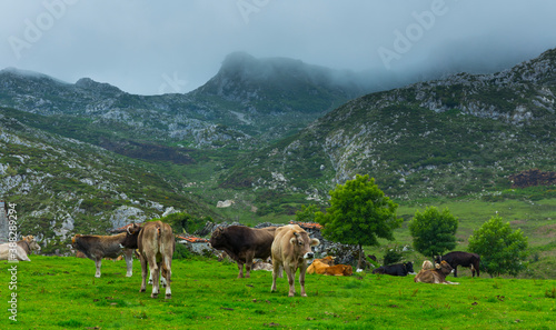 Majada de Belbín, Picos de Europa National Park, Asturias, Spain, Europe © JUAN CARLOS MUNOZ