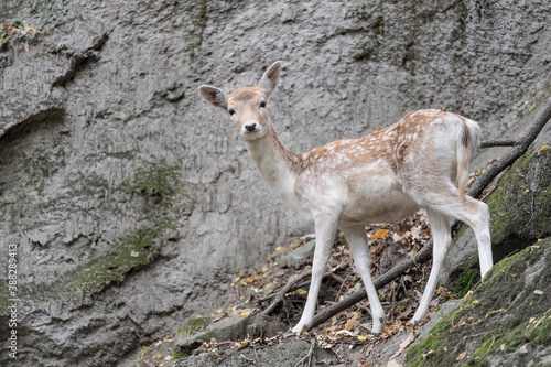 Fototapeta Naklejka Na Ścianę i Meble -  Isolated fallow deer female in the woods (Dama dama)
