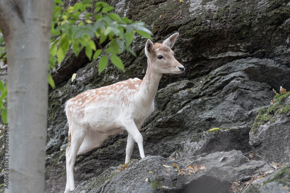 Fallow deer female in the forest (Dama dama) Fallow deer female in the forest (Dama dama)