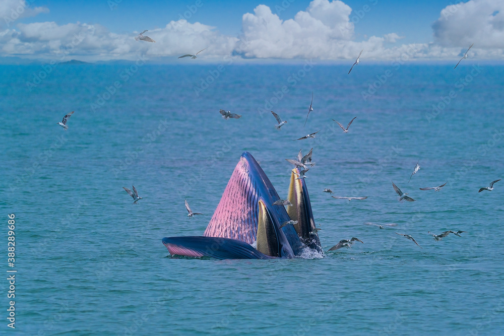 Naklejka premium The Bruda Whale group is diving in the sea at Bang Tabun, Petchaburi Province, one of the central provinces of Thailand.