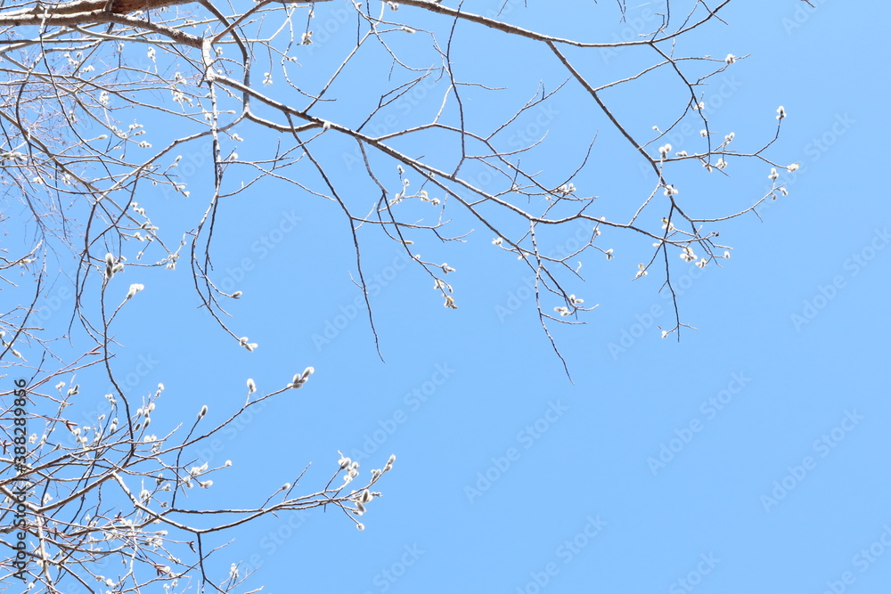 trees in spring against a blue sky trees in spring against a blue sky