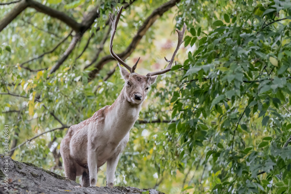 Fototapeta premium Majestic fallow deer in the forest (Dama dama)