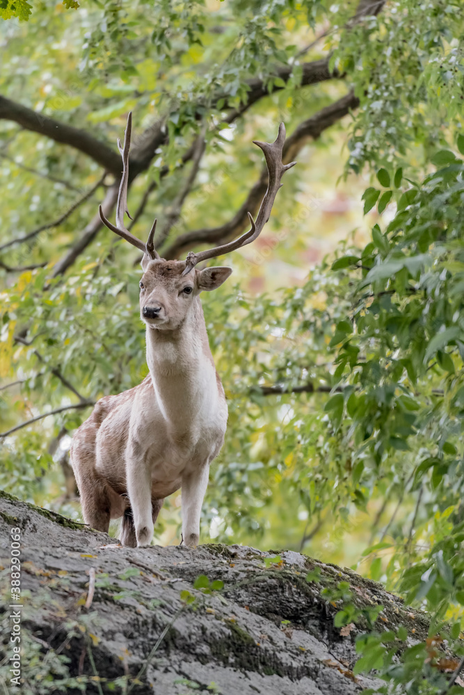 Naklejka premium Fallow deer male in the forest (Dama dama)