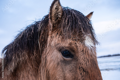 portrait of a horse in iceland