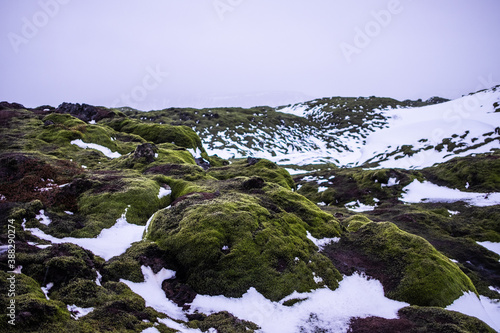 Frozen moss on rocks in iceland