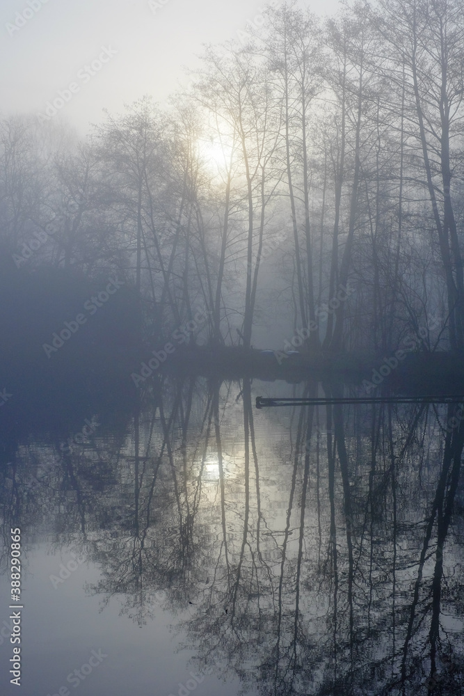 Reflection of beautiful bare trees in forest on lake water in foggy day